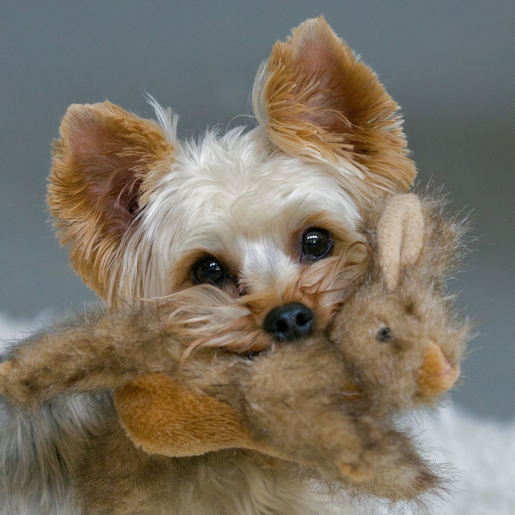 Пекинес с игрушкой