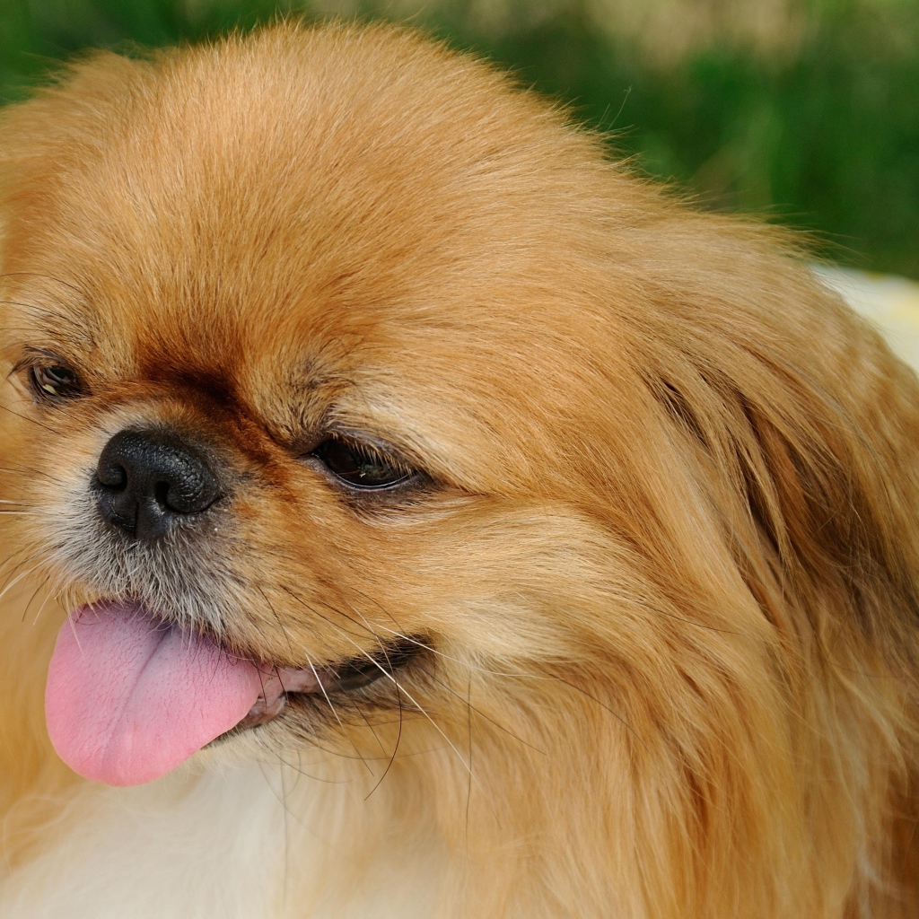 Пекинес с розовым языком