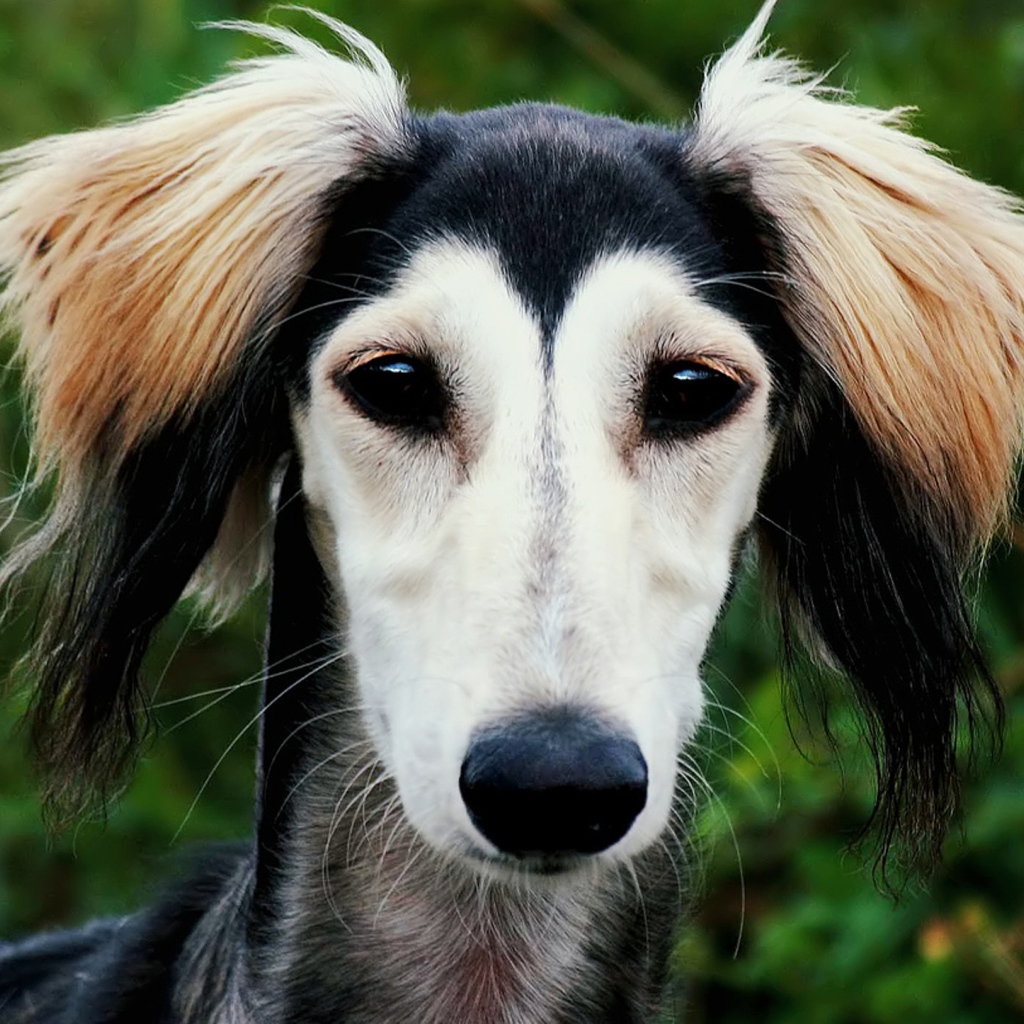 Персидская борзая салюки