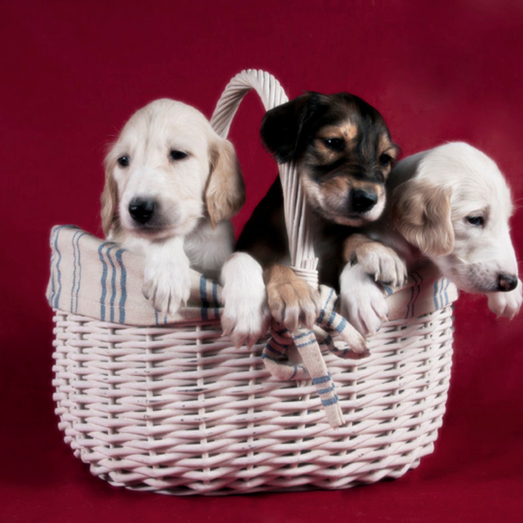 Щенки персидской борзой салюки