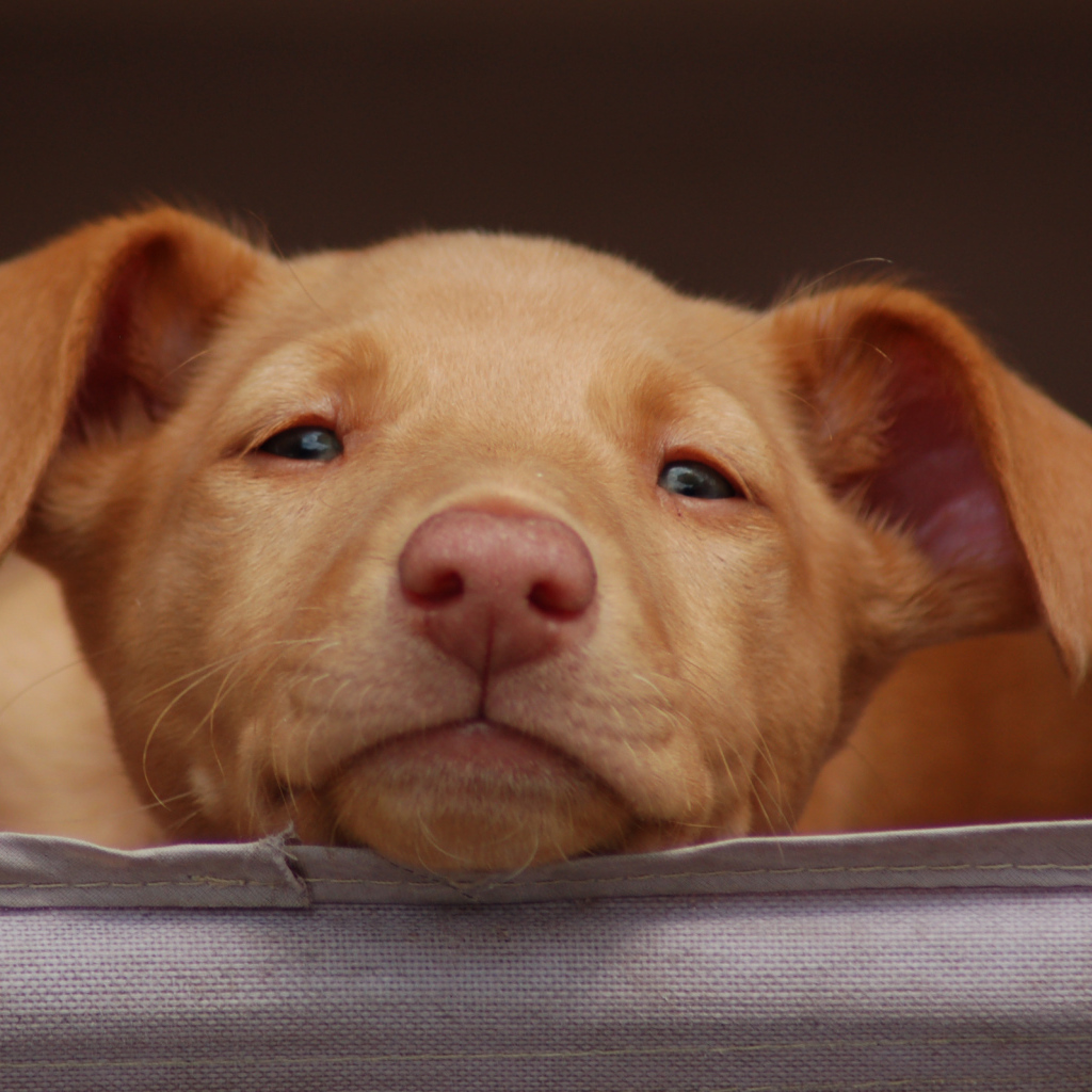 Щенок фараоновой собаки