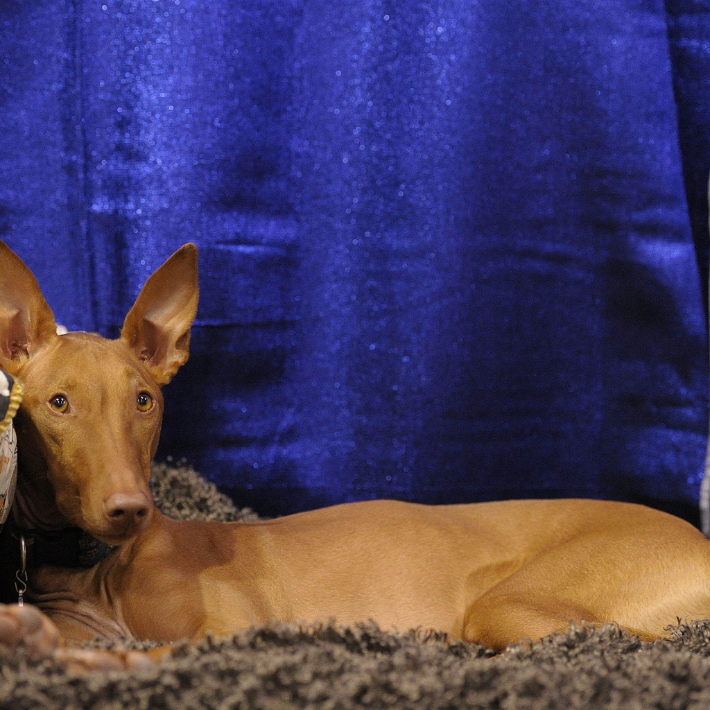 Фараонова собака фотомодель