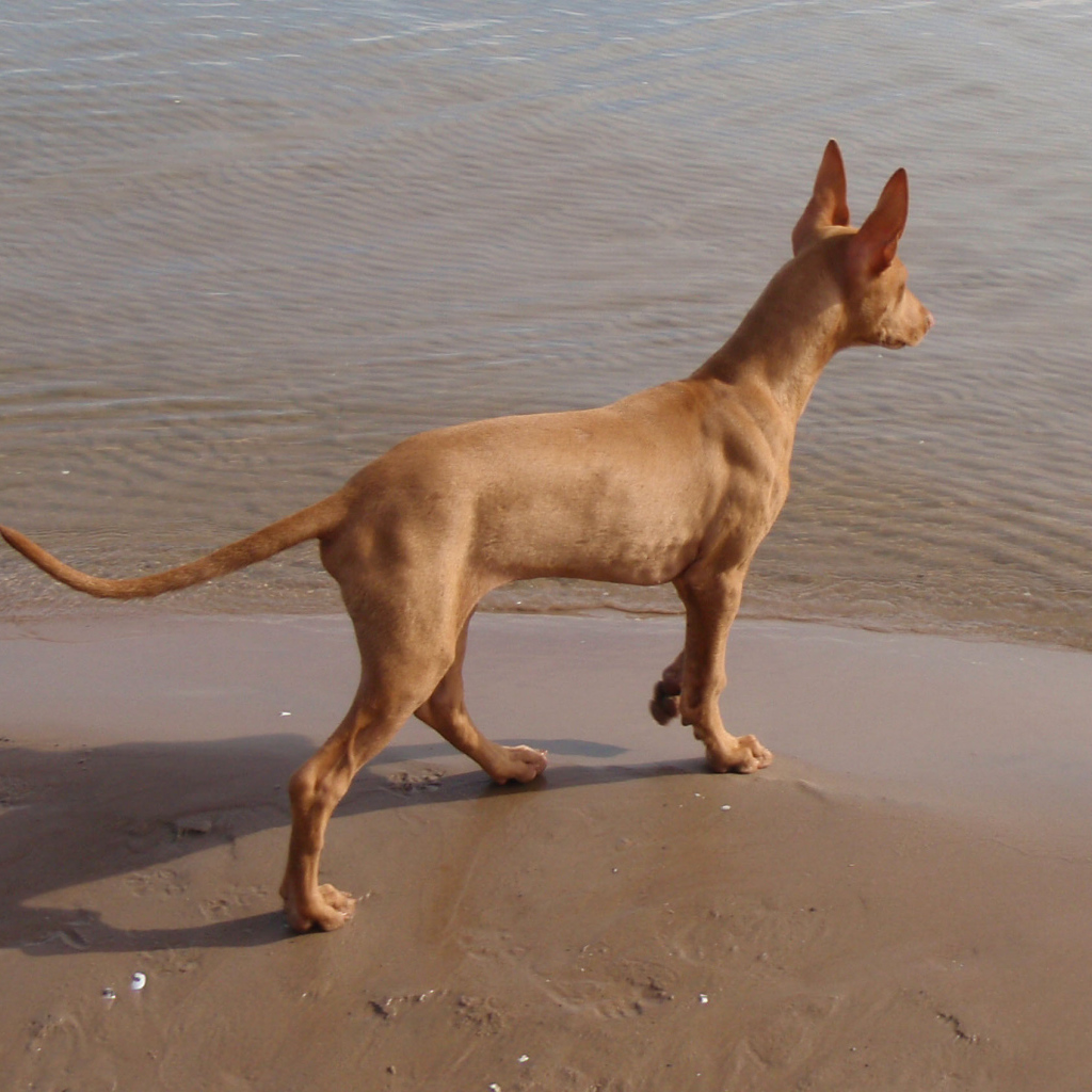 Фараонова собака у воды