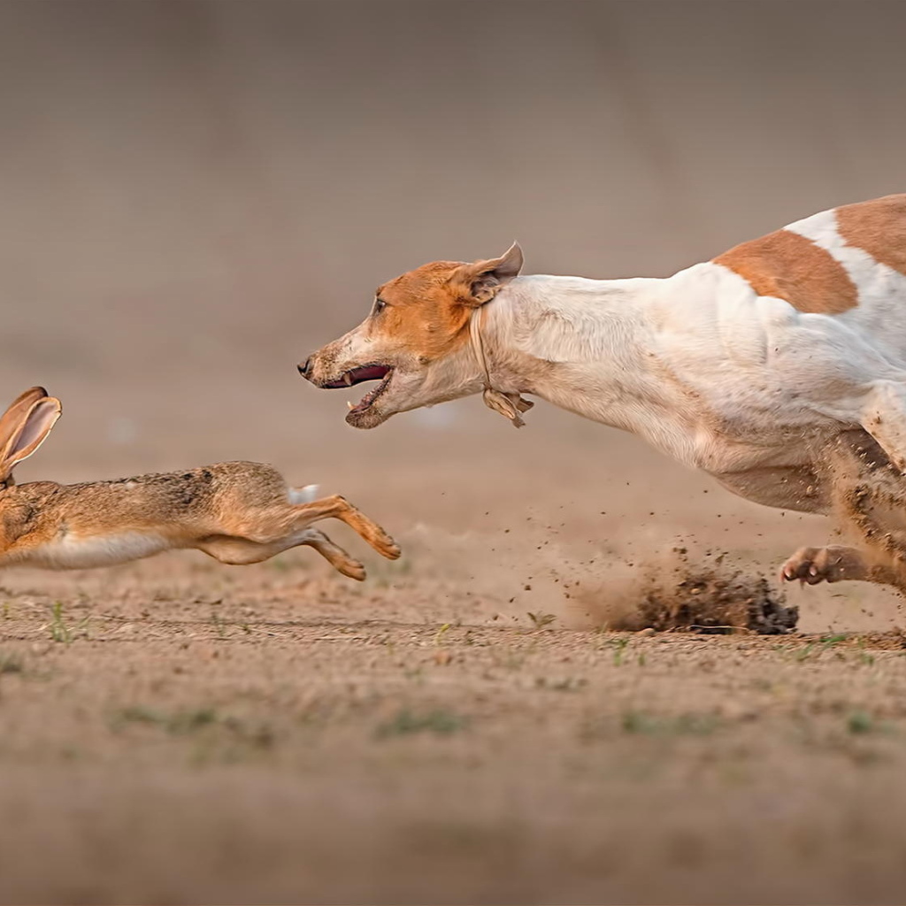 Фараонова собака догоняет зайца
