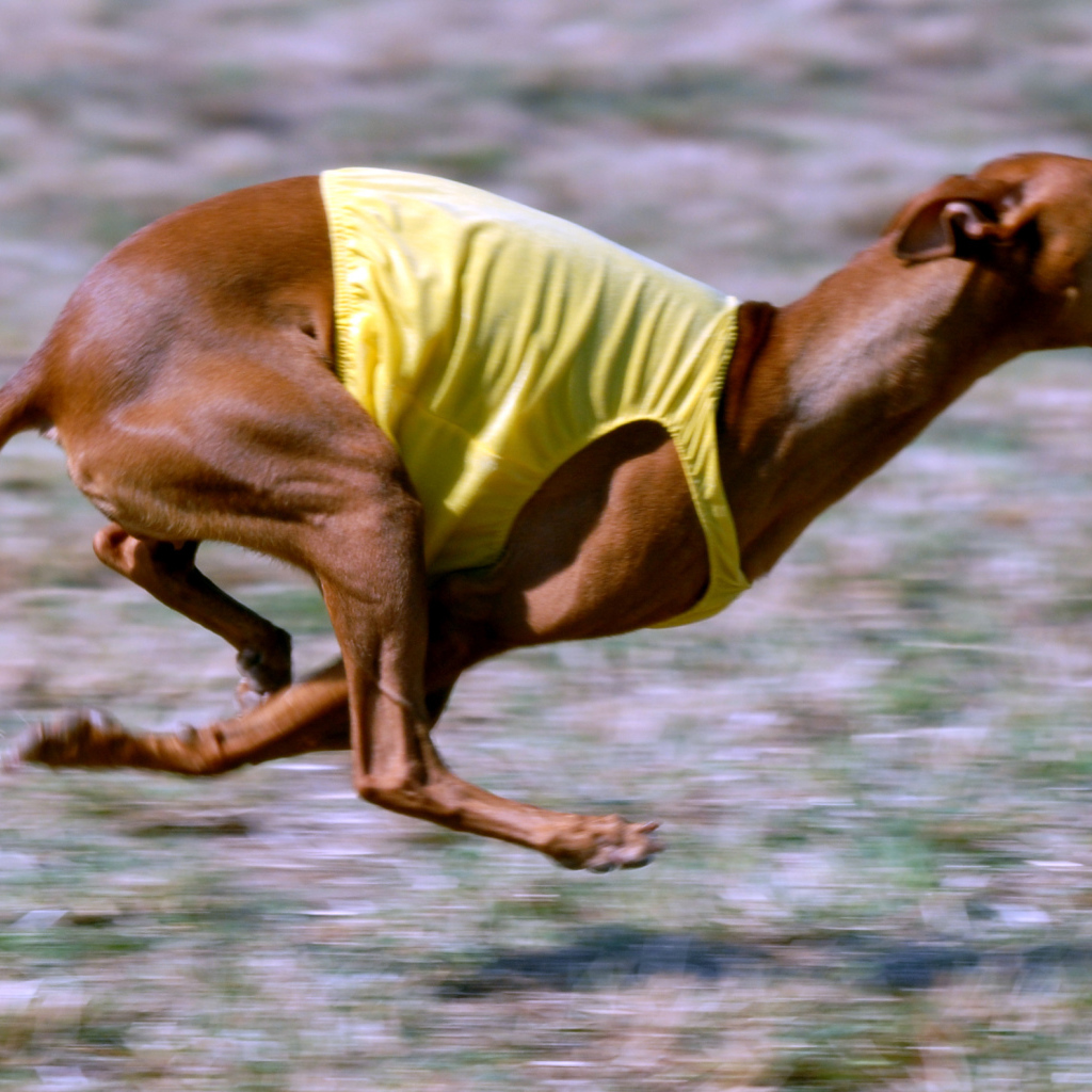 Фараонова собака участвует в гонке