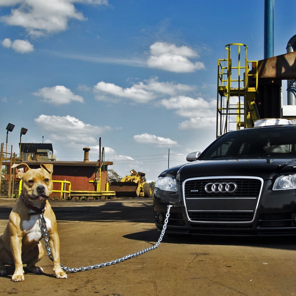 Питбуль охраняет машину