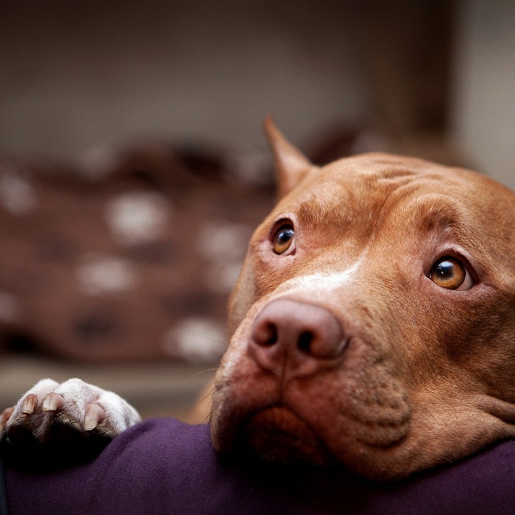 Питбуль смотрит на хозяина