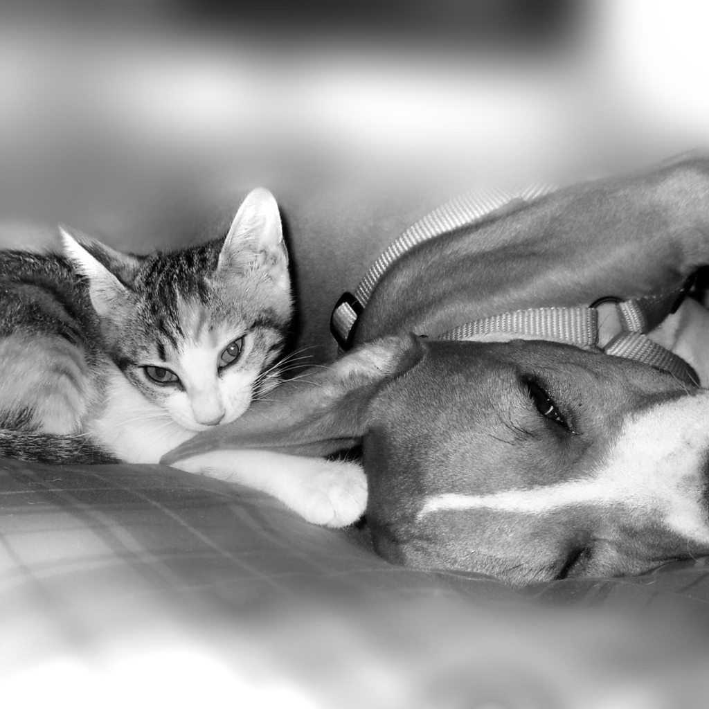 Питбуль с котенком