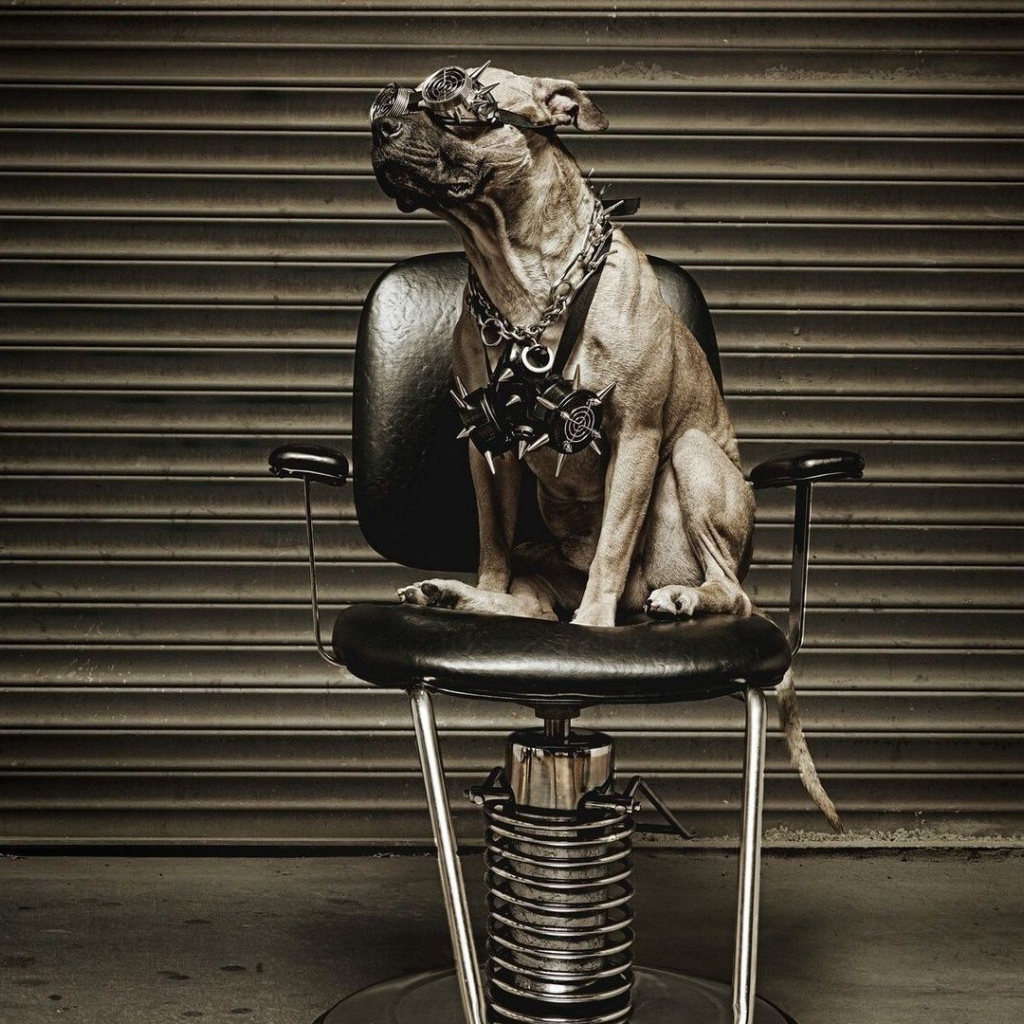 Питбуль на кресле