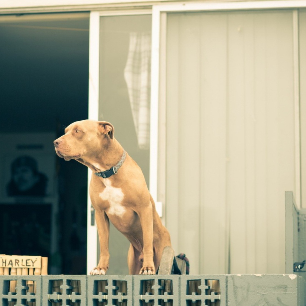 Питбуль охраняет дом