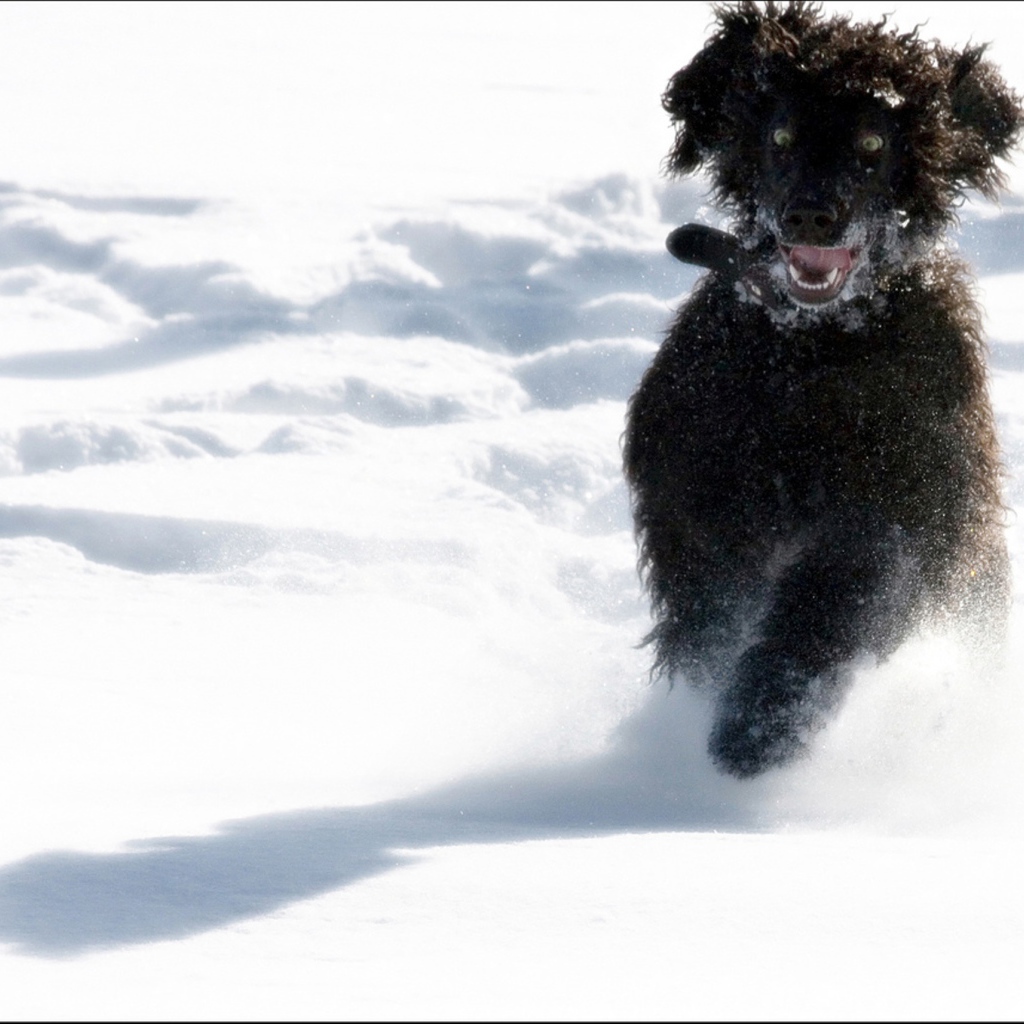 Игривый ирландский водяной спаниель