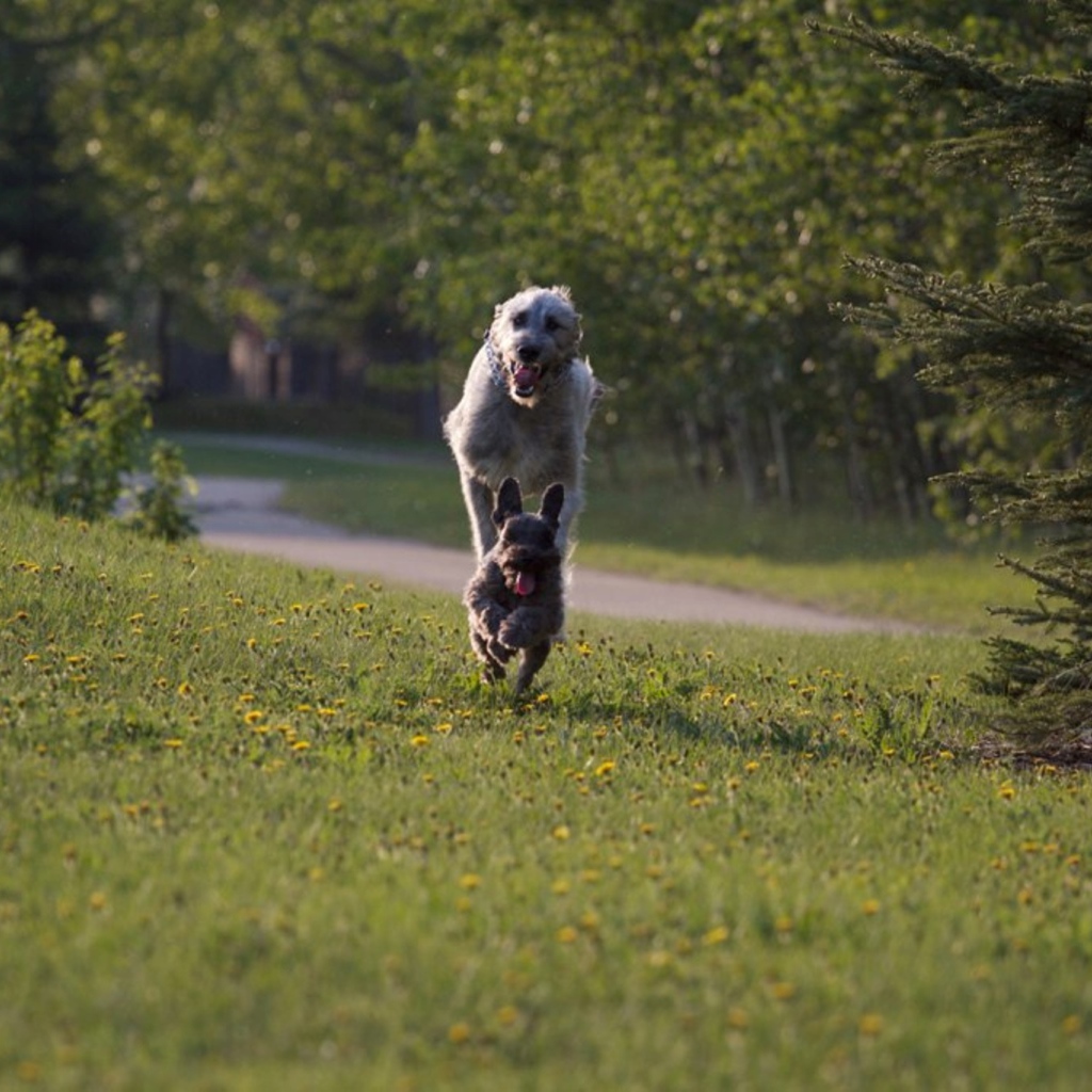 Игривый ирландский волкодав