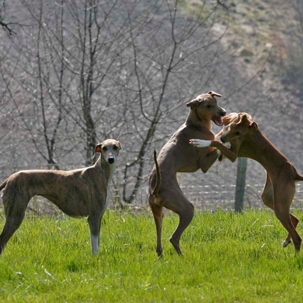 Игривые собаки азавак