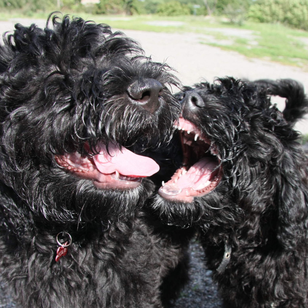 Игривые собаки барбет