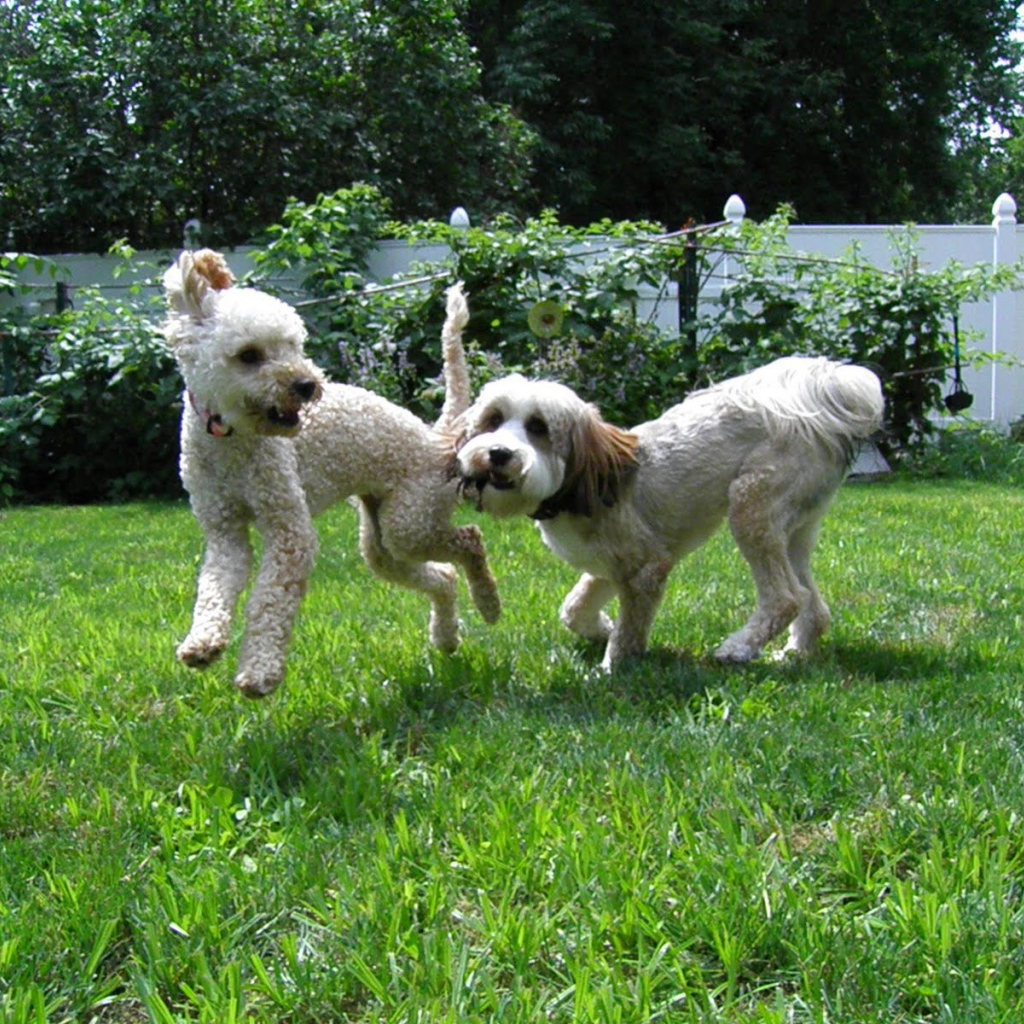 Игривые собаки бедлингтон терьер