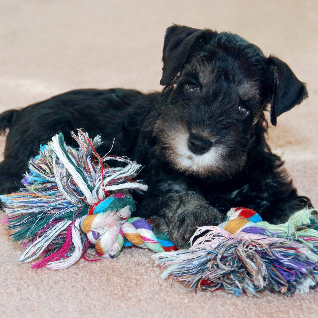 Игривый маленький шнауцер