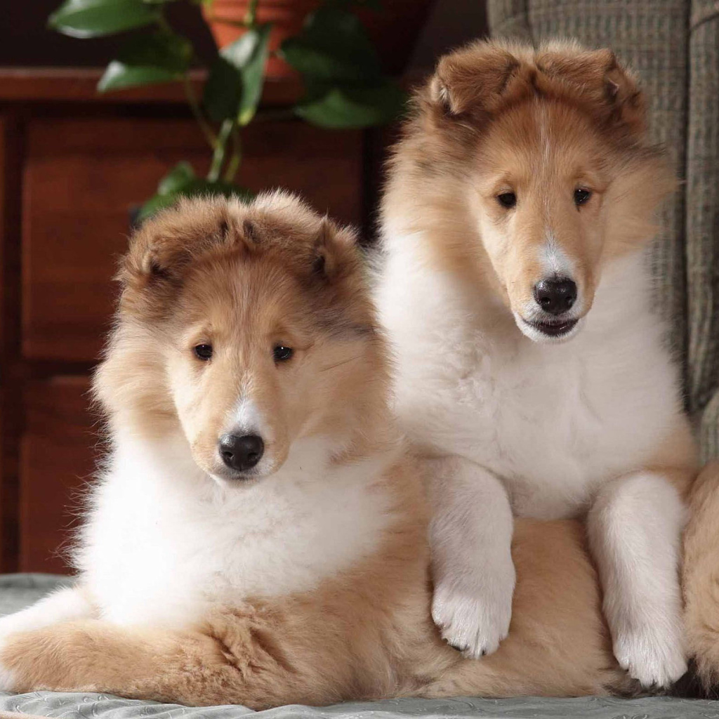 Игривые щенки колли