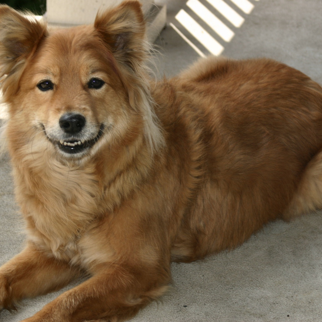 Довольная собака чинук