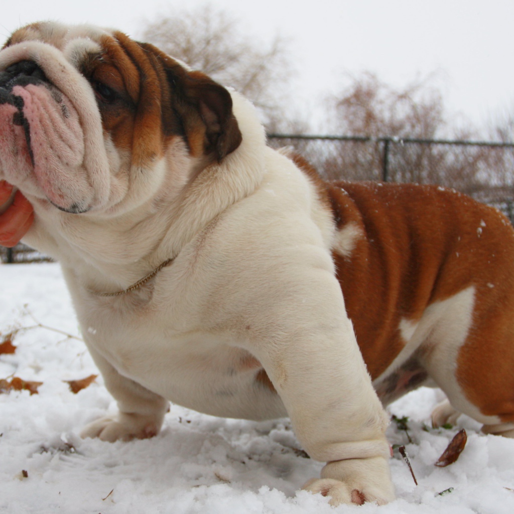 Довольный английский бульдог
