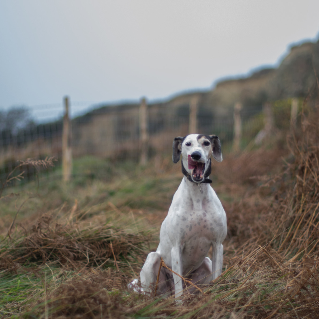 Довольный пес салюки