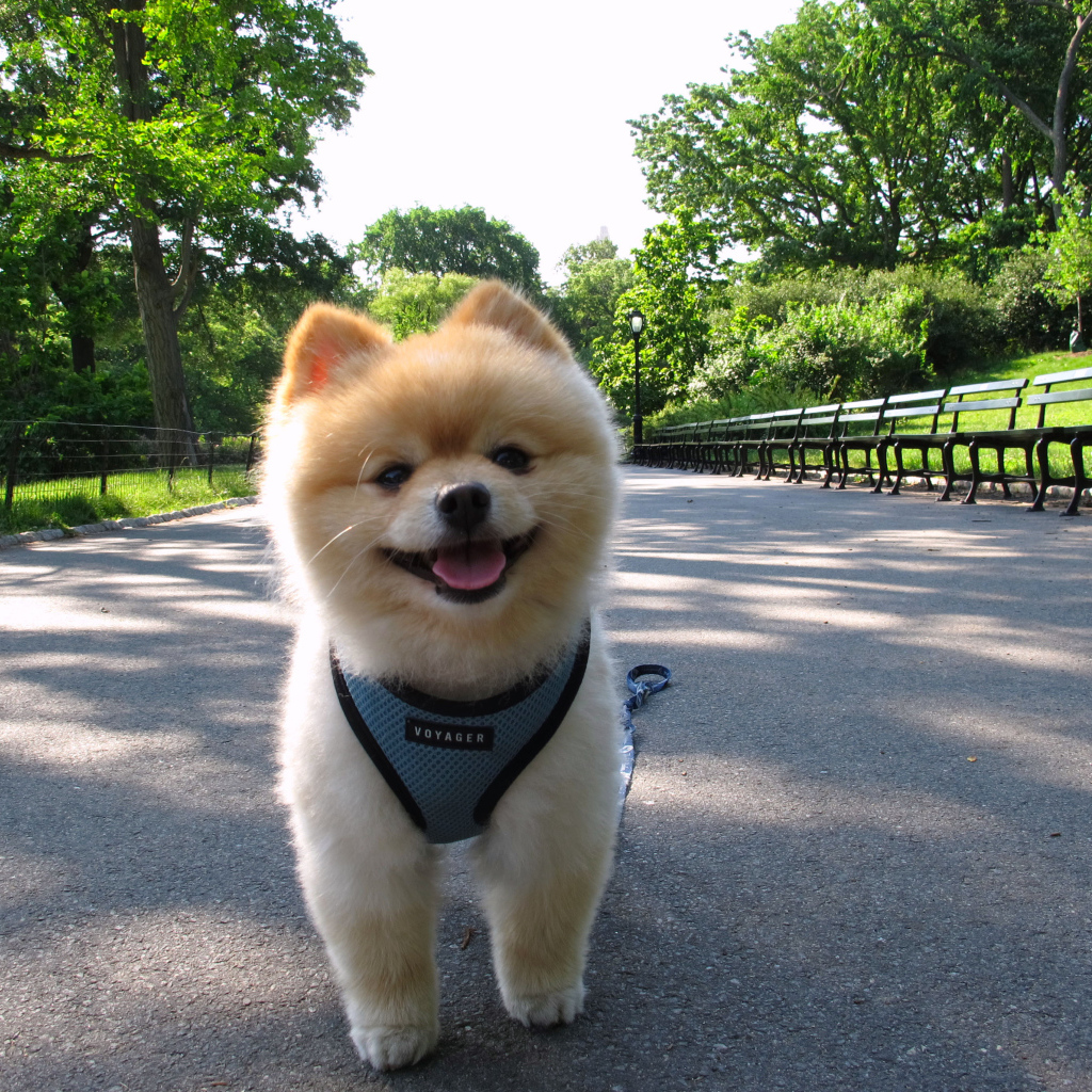 Померанский шпиц на прогулке