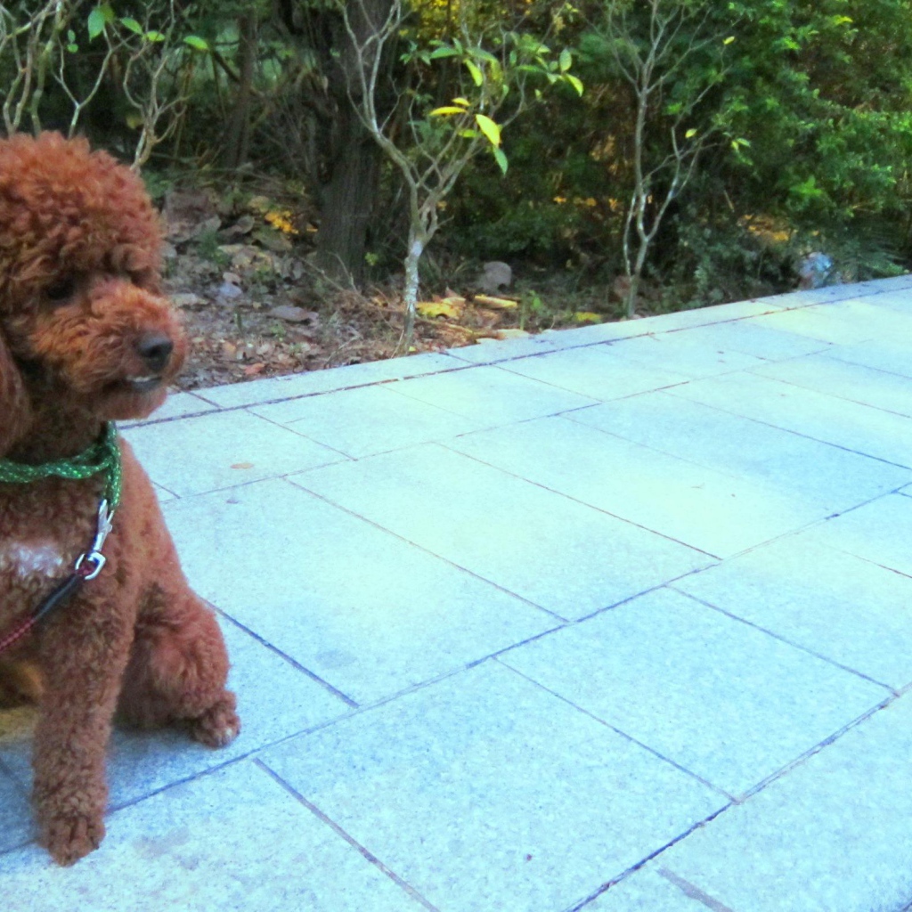 Пудель на прогулке