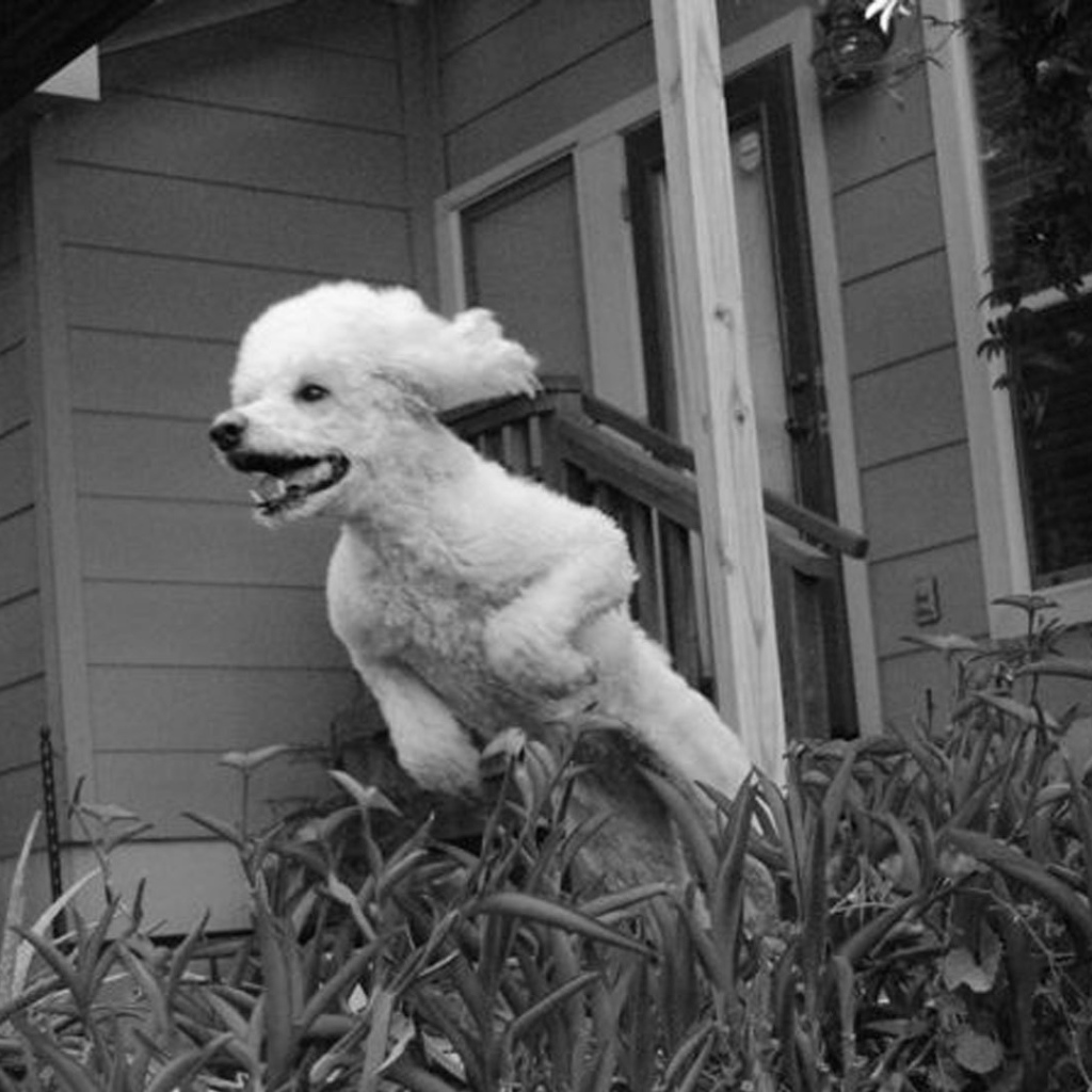 Пудель в прыжке