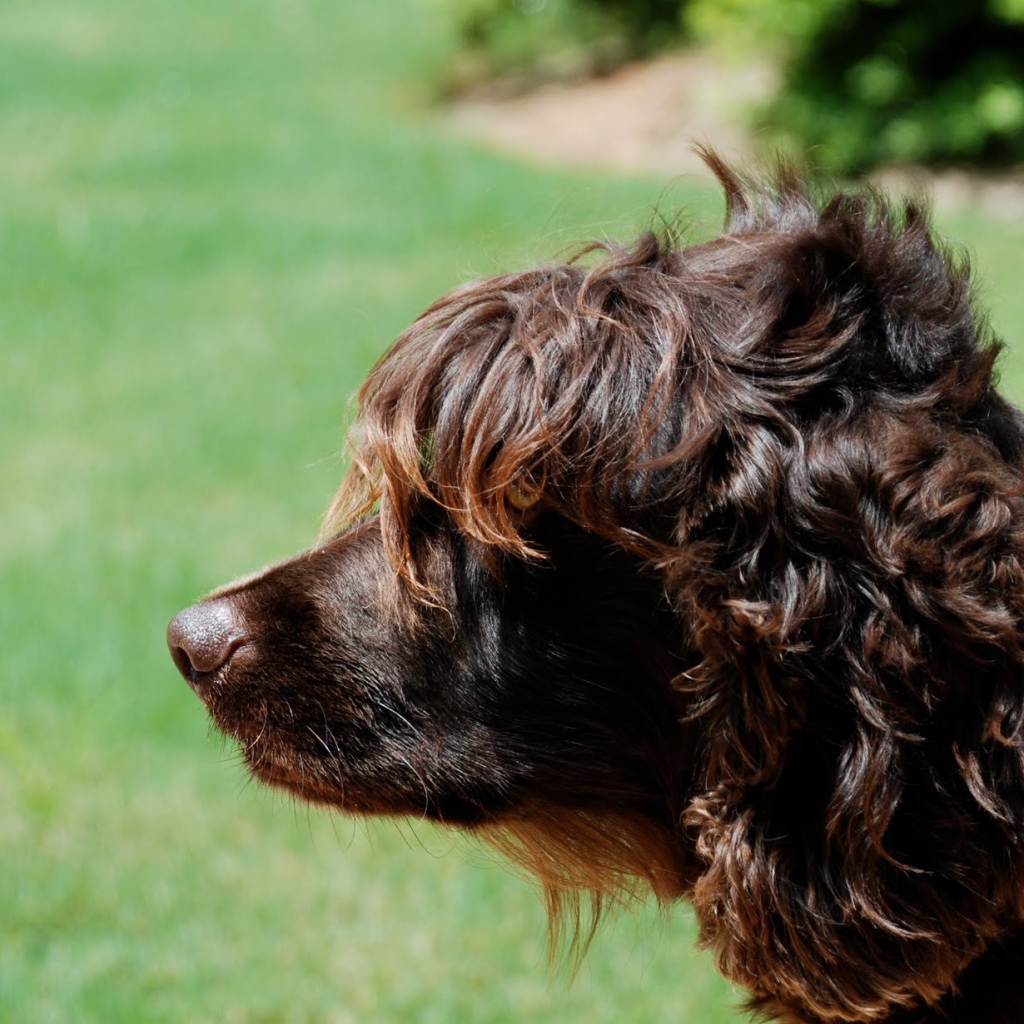 Пудель на фоне травы