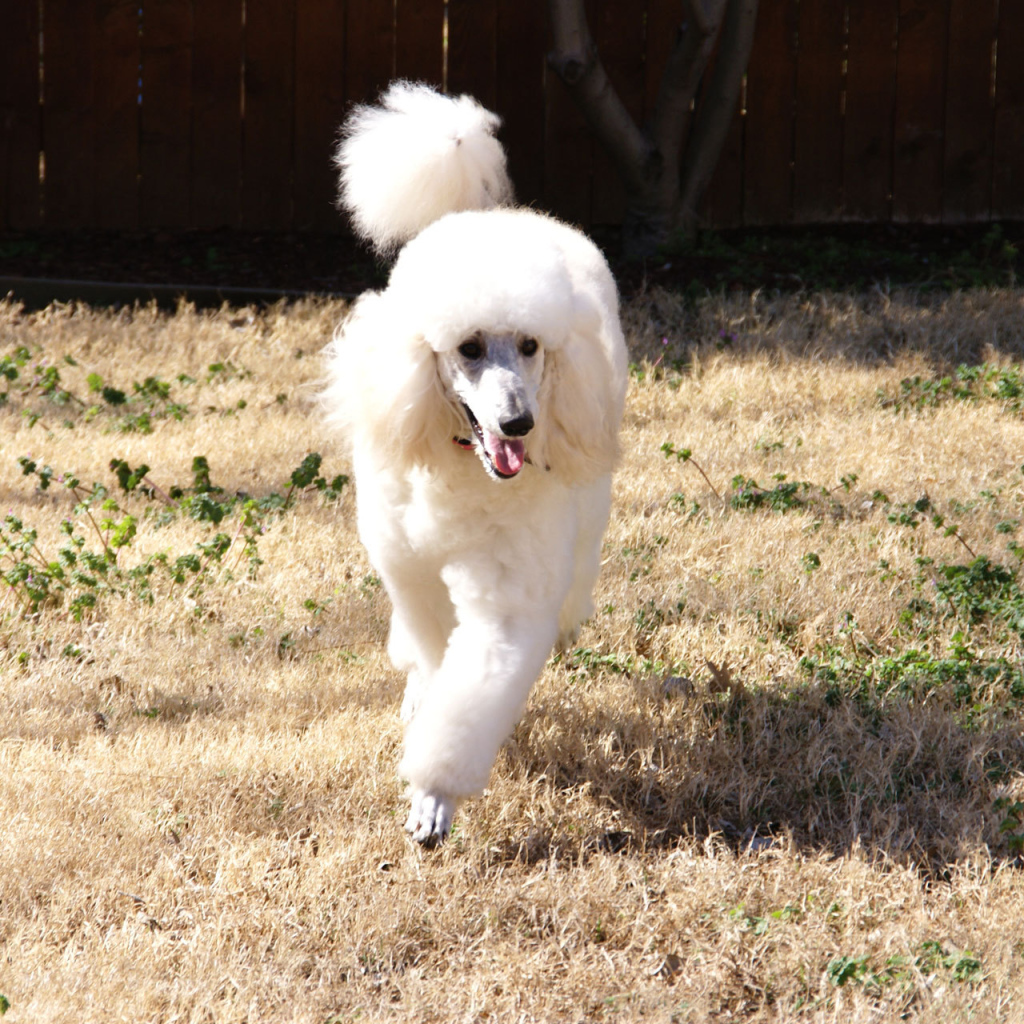 Пудель бежит по двору