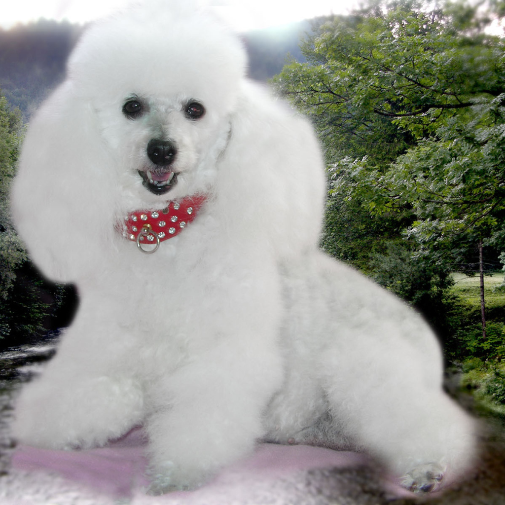 Пудель белое облачко