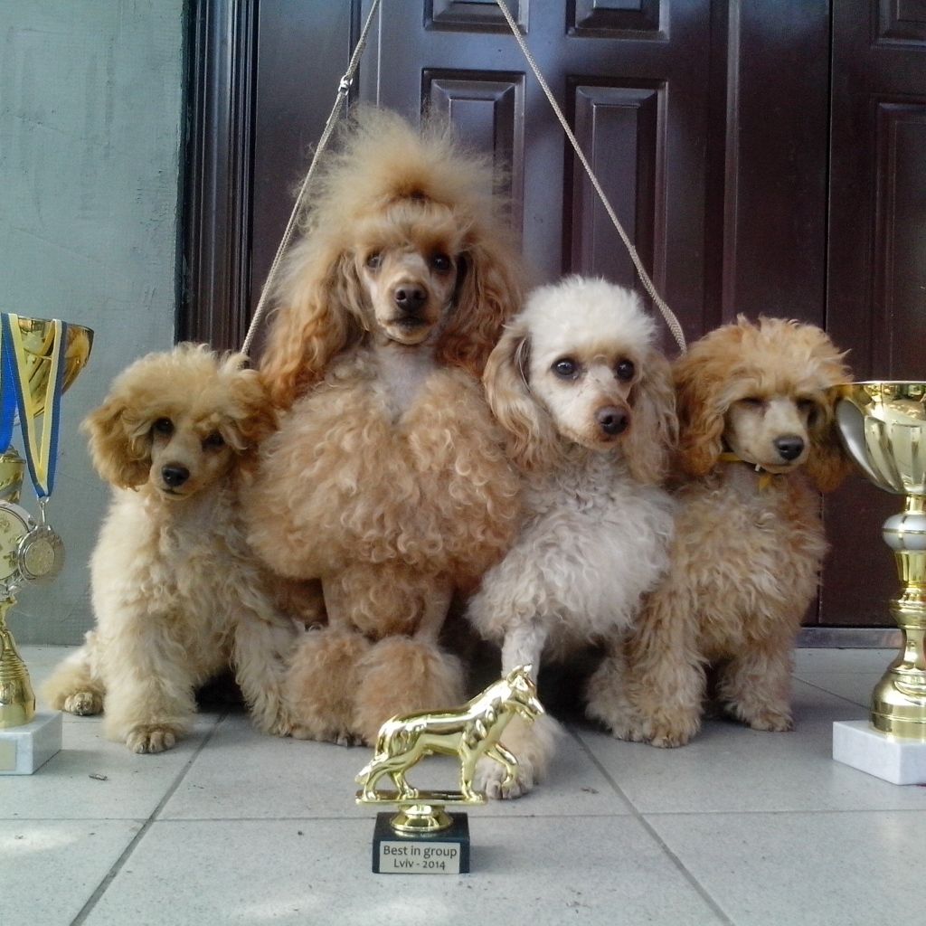 Пудели с наградами