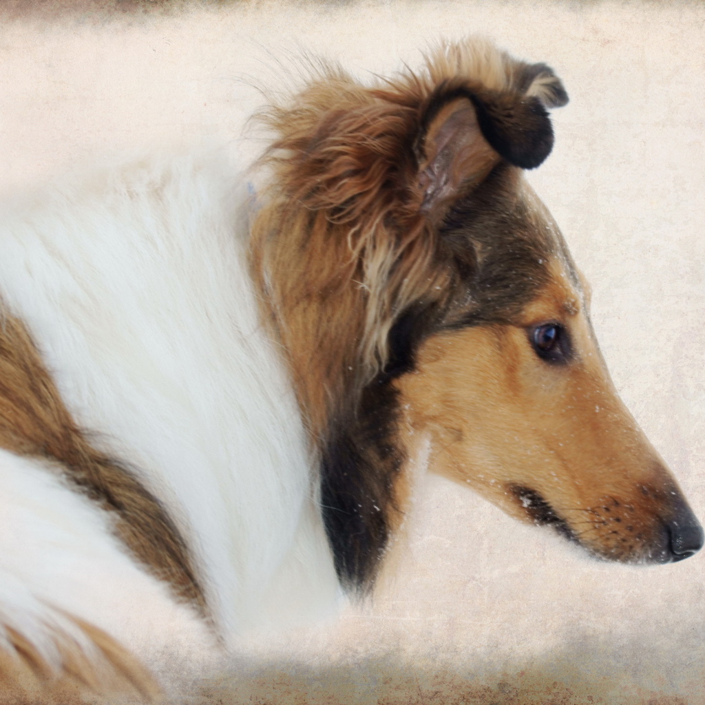 Портрет собаки колли