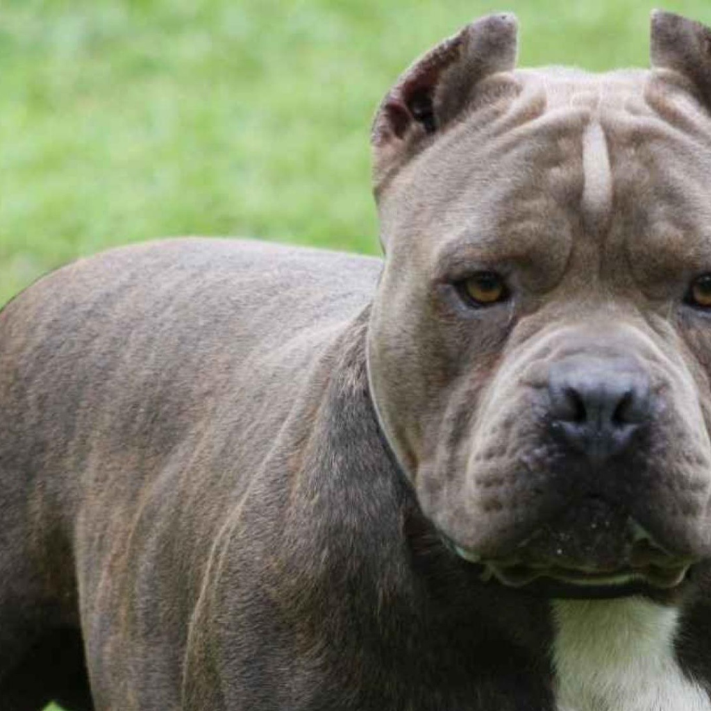 Мощный пес питбуль