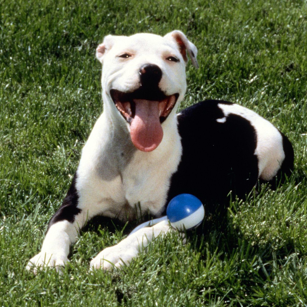 Довольная собака питбуль