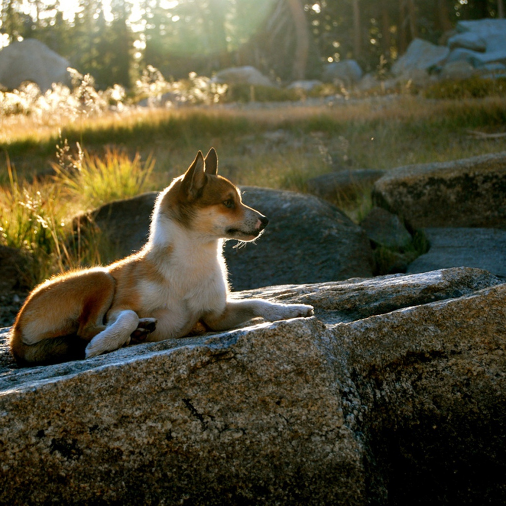 Гордый норвежский лундехунд