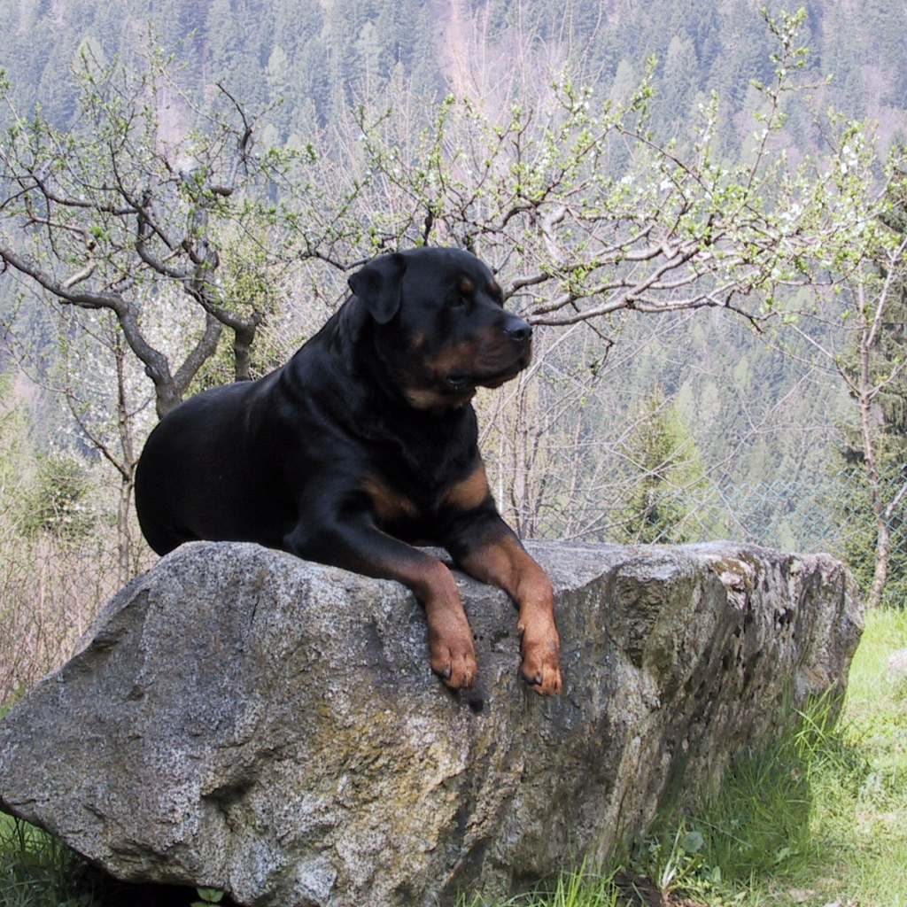 Гордый ротвейлер на камне