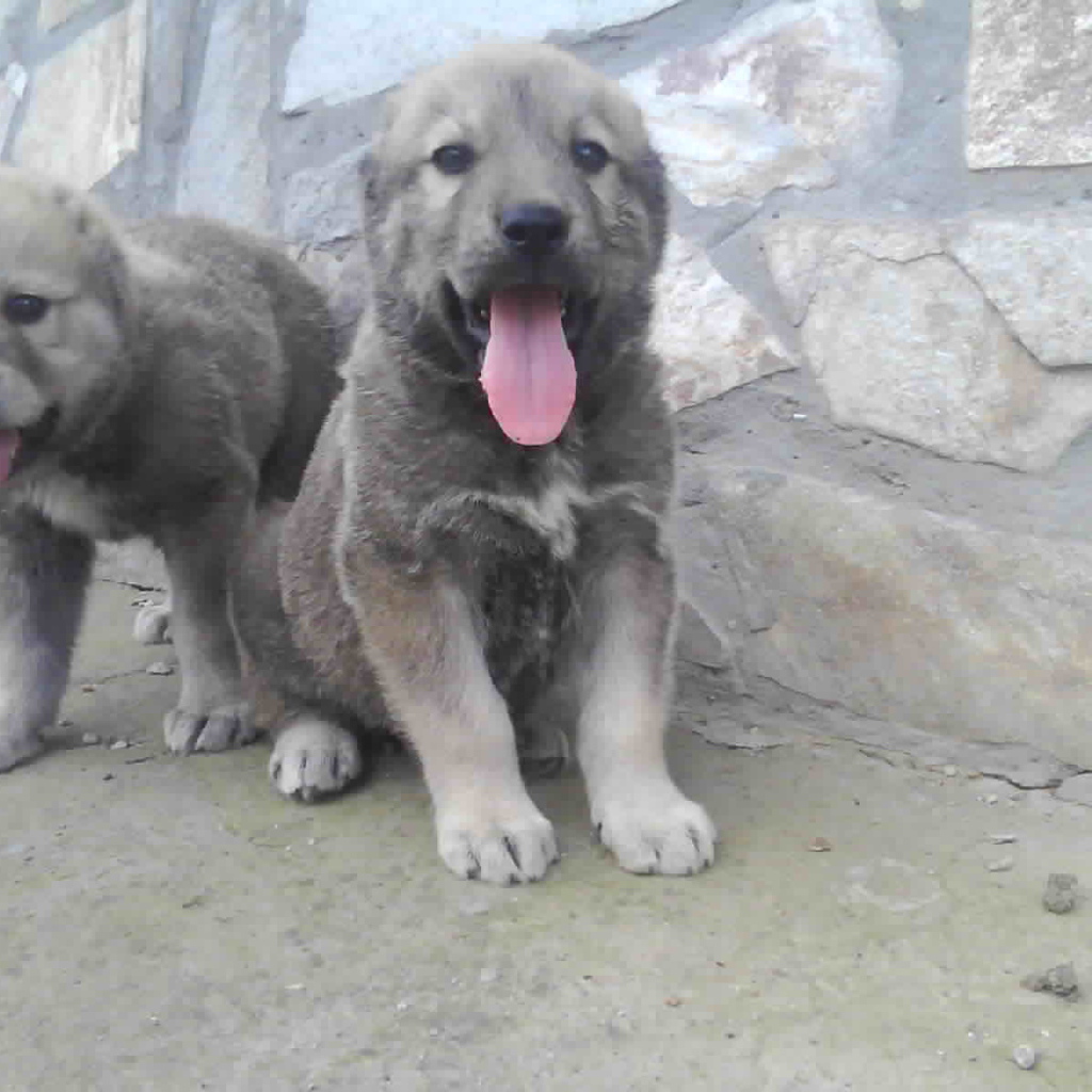 Щенки алабая высунули языки