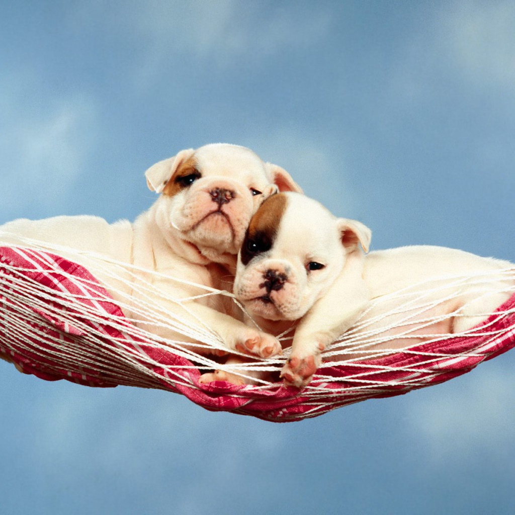 Щенки в гамаке