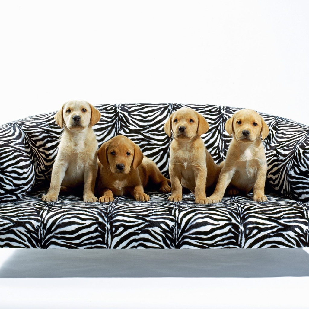 Щенки на диване