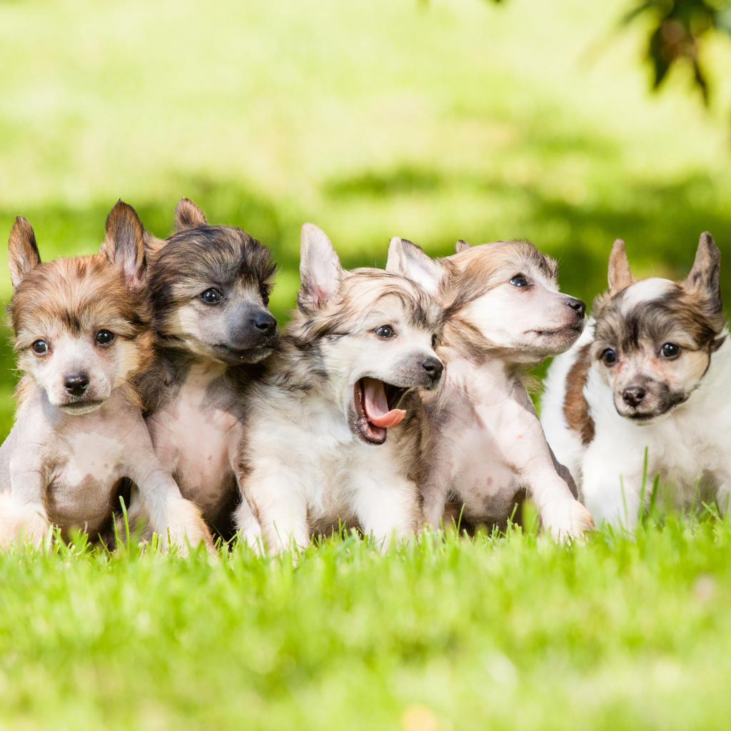 Щенки играют на траве