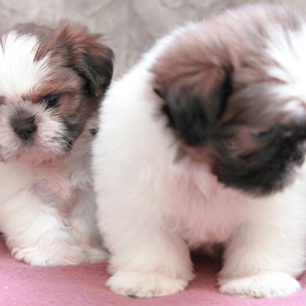 Щенки собаки шитцу