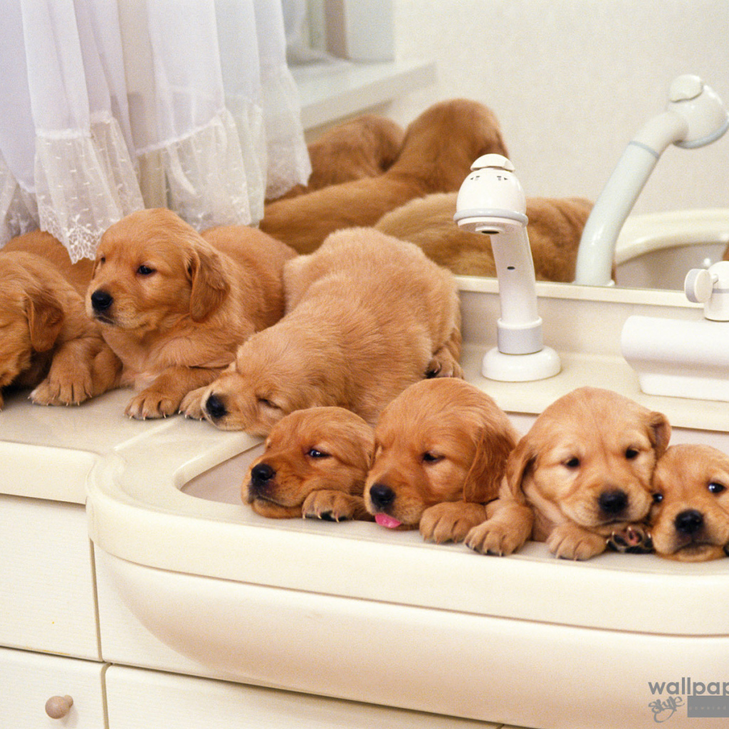 Щенки хотят купаться