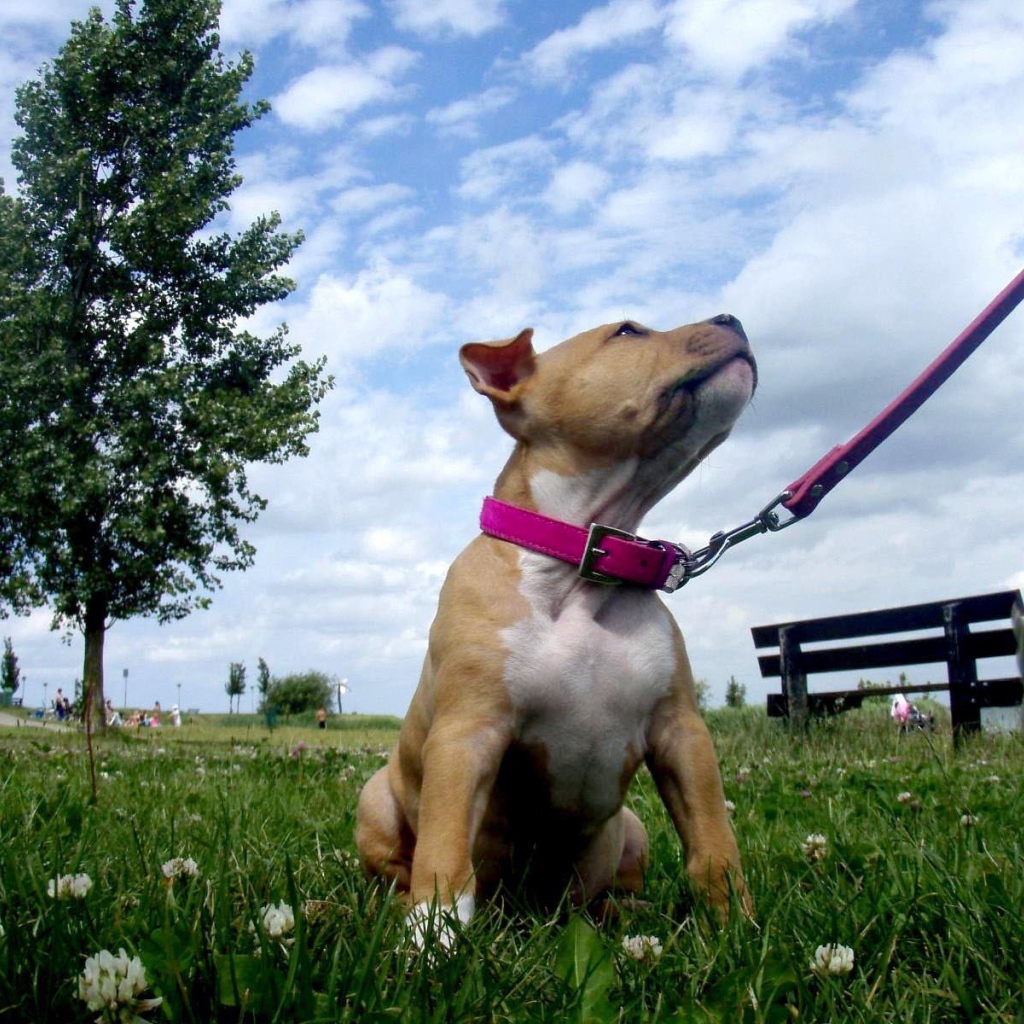 Щенок американского стаффордширского терьера на поводке
