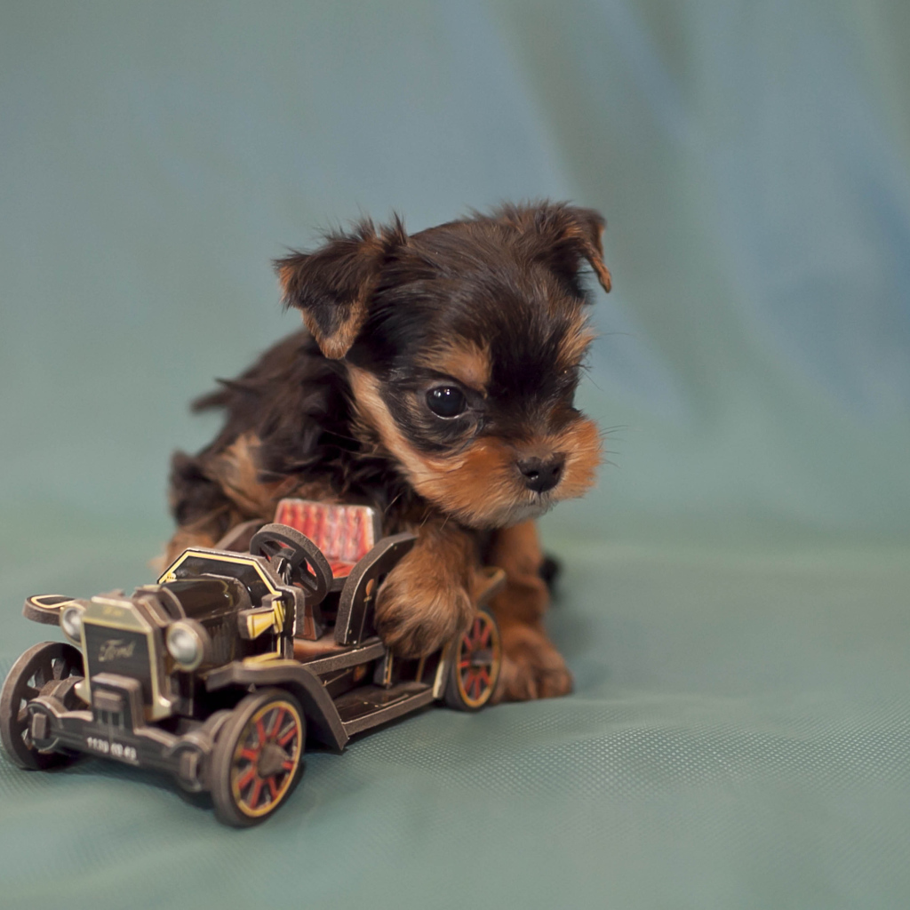 Щенок бивер йорк