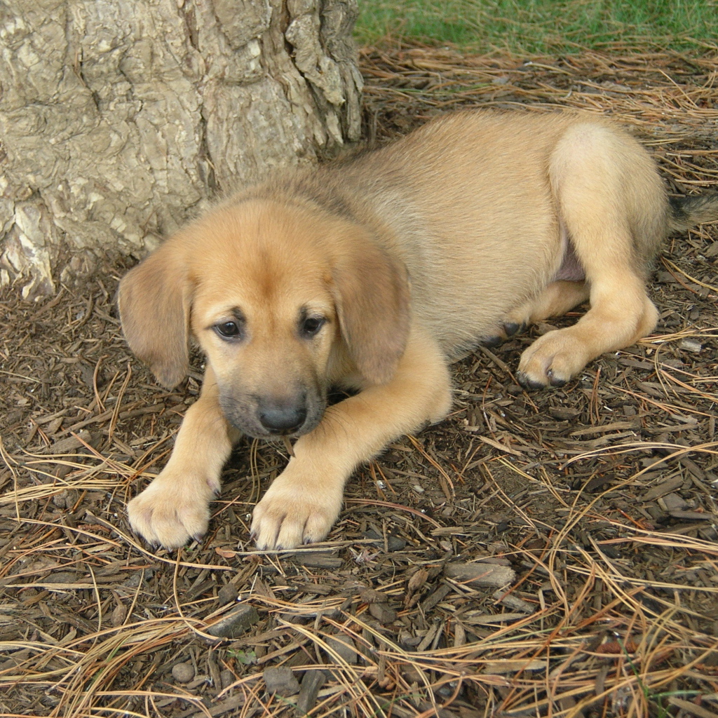 Щенок собаки чинук