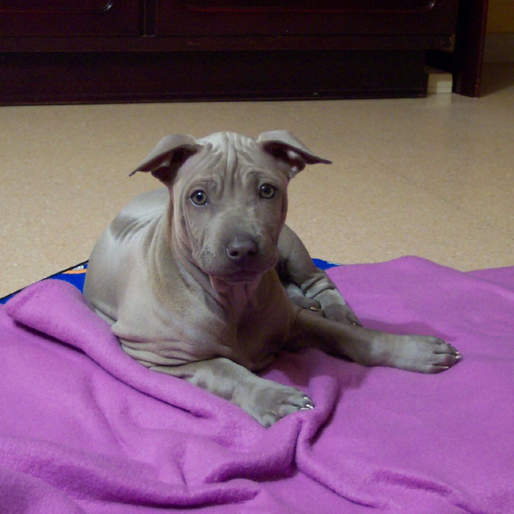 Щенок собаки тайский риджбек