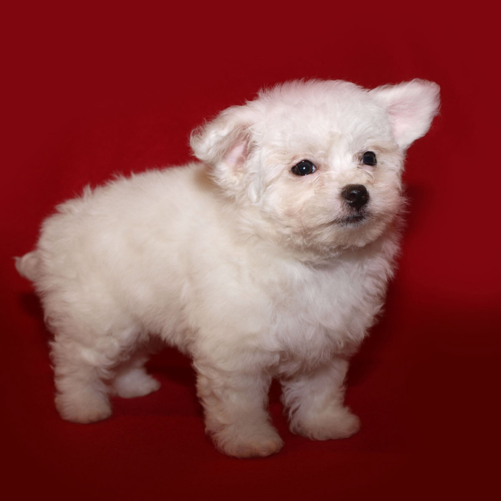 Щенок итальянской болонки