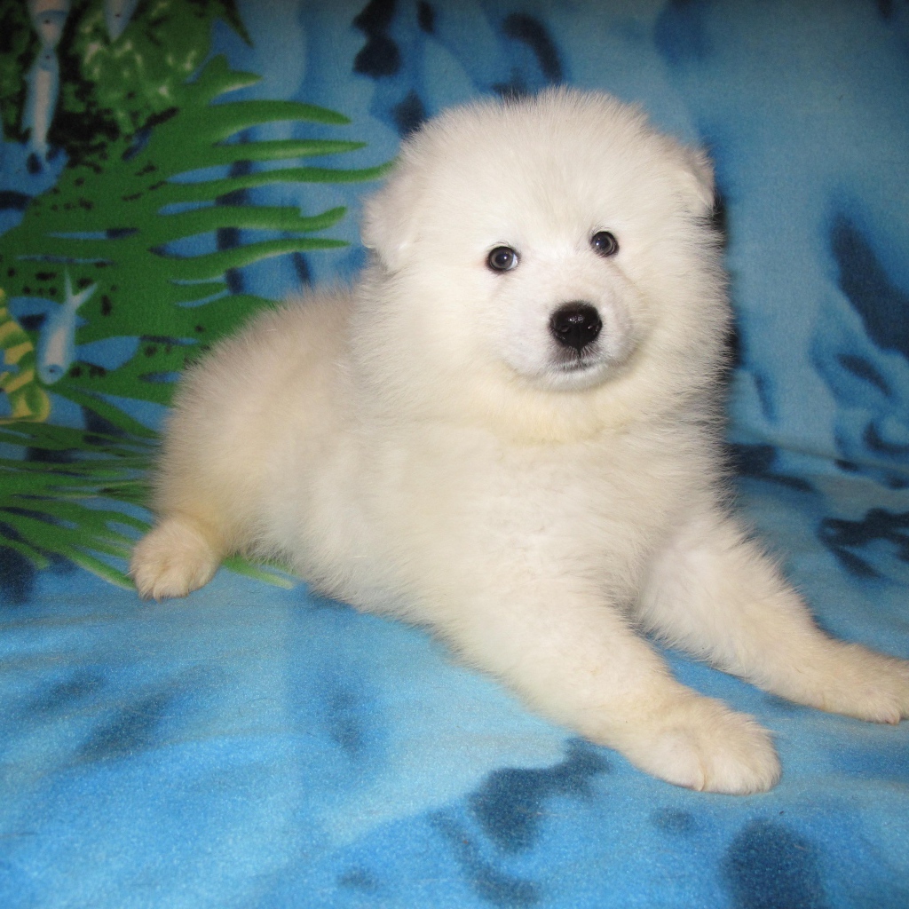 Щенок самоедской лайки