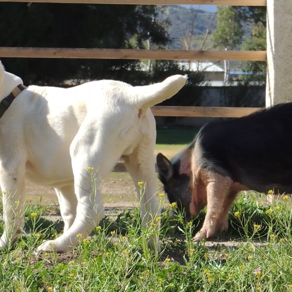 Щенок алабая у забора