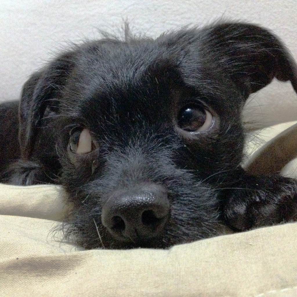 Щенок собаки аффенпинчер